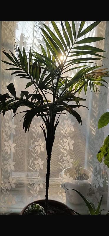 Другие комнатные растения: Комнатные растения — набор 1) Пальма комнатная (вероятно — 5