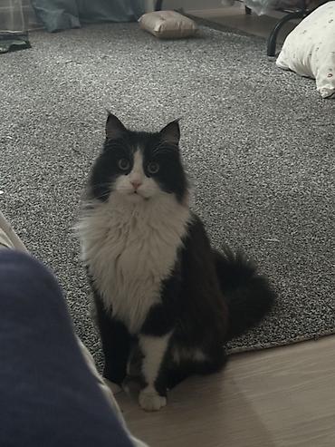 Отдам даром кошку: Мальчик, Приучена к лотку — 7