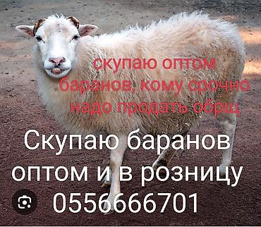 руский спанель: Скупаю оптом баранов, кому срочно надо продать, обрщ по номеру — 1