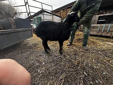 Баран, овца: Продаю | Овца (самка) | Для разведения | Ярка — 15