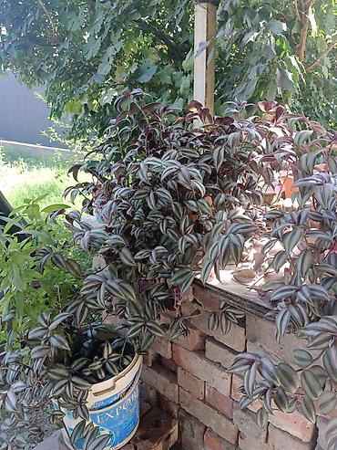 Традесканция (Tradescantia zebrina) — ампельное комнатное растение lalafo.kg да Традесканция (Tradescantia zebrina) — ампельное комнатное растение