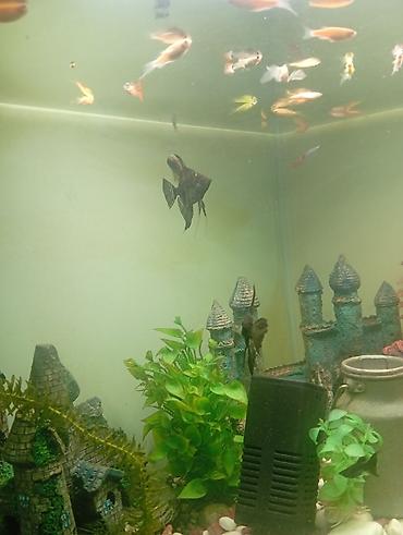 akvarium balik: Qızıl balıq, Sülhsevər, Ünvandan götürmə, Ödənişli çatdırılma — 2