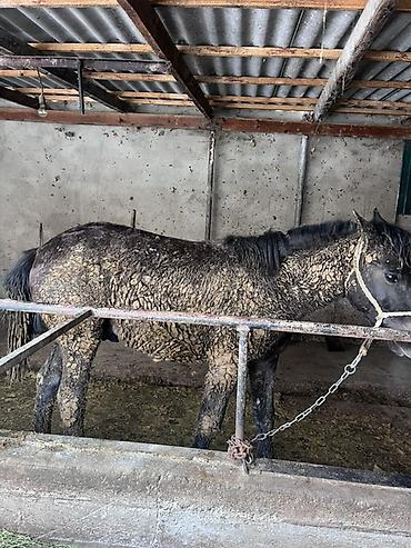 Лошади, кони: Продаю | Жеребец | Полукровка | Для разведения — 9