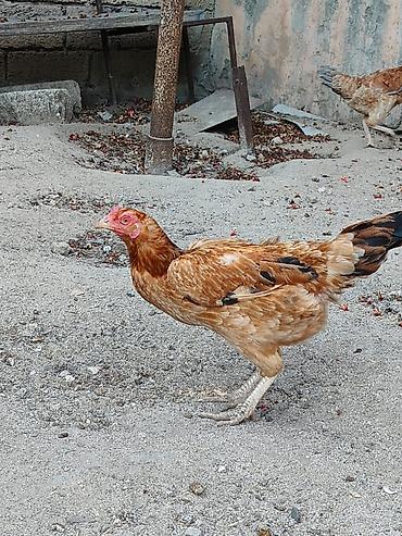 yumurtlayan toyuqlar satilir: Toyuq, Yumurtalıq — 2