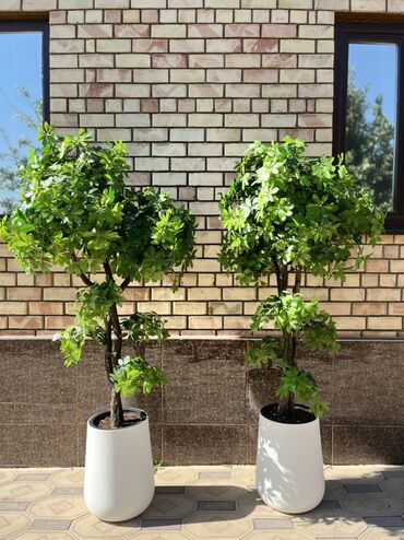 офисные стулья бишкек цены: 🌿 Mayram Decor KG — искусственные деревья, цветы и зелёные композиции