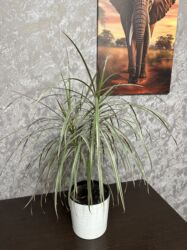 кроватка 7 в 1: Драцена - 1500 сомов