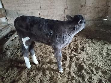 Коровы, быки: Продаю | Музоо, торпок | Для разведения — 1