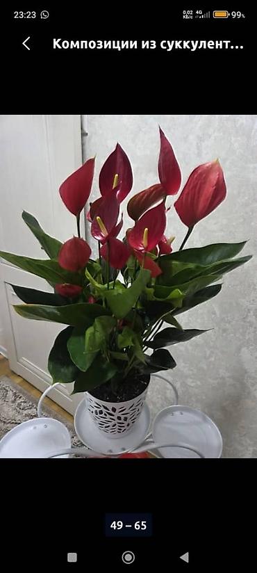 Другие комнатные растения: Олеандр в горшке (Nerium oleander) - Крупное комнатное/балконное — 21