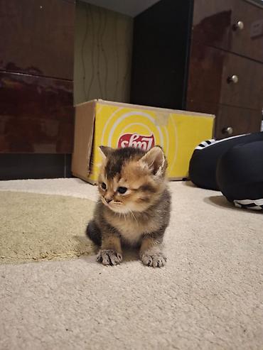 Pişiklər: Erkək, Dişi, Yaxşı əllərə, Pulsuz çatdırılma, Ödənişli çatdırılma, Ünvandan götürmə — 14