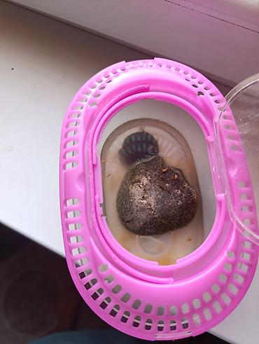 лампа для черепах: 🐢 Продаётся водная черепашка Маленькая водная черепашка. Подарили 2 — 1