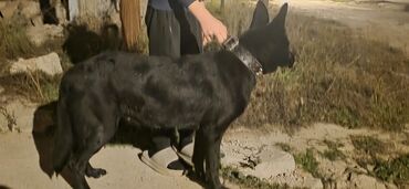 İtlər: Alman çoban iti — 11