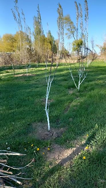 Продажа коттеджей и домов: 🏡Продаётся дом с участком в живописном селе Кара-Ой, на побережье — 1