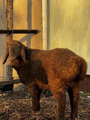 Баран, овца: Продаю | Овца (самка) | Для разведения | Ярка — 1