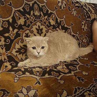 Кошки: Шотландская — 2