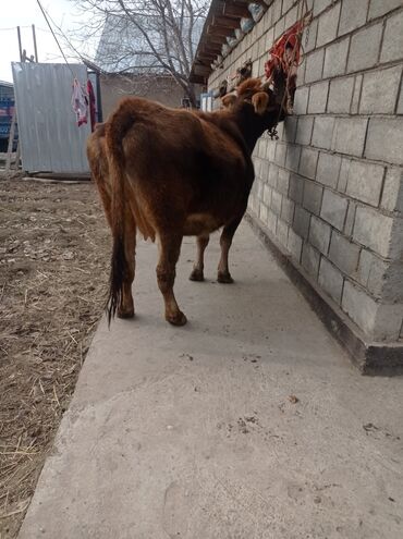 беде урук баасы in Кыргызстан | ҮРӨНДӨР ЖАНА КӨЧӨ ӨСҮМДҮКТӨРҮ: Продаю глубоко стельных коров порода Алатау будет 2 отёлом 8.5 месяцев