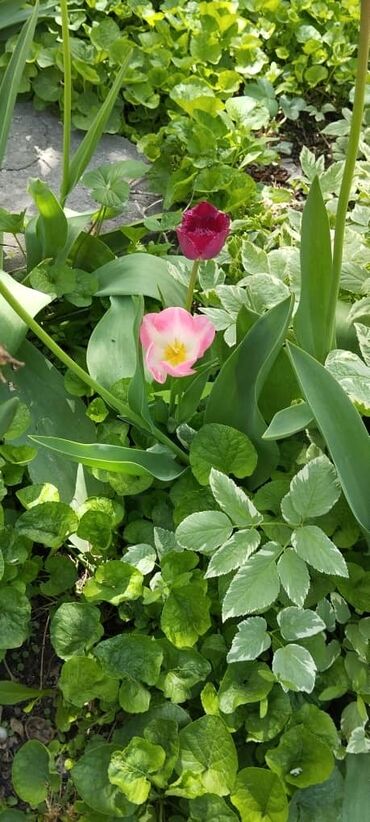 Продажа участков: 5 соток, Для строительства — 8