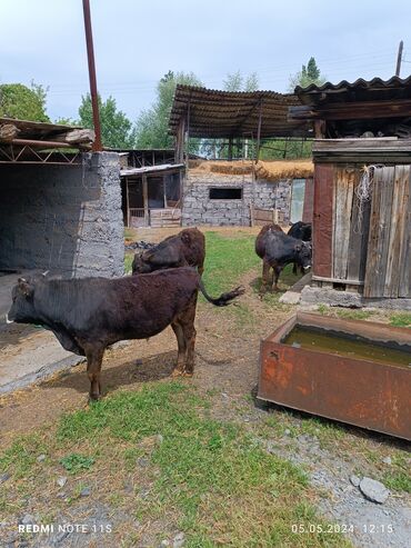 Другие животные: Продаю бычков возраст 1год, прошу по 65000