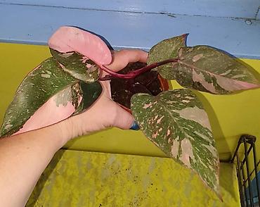 Другие комнатные растения: Продам комнатные цветы, в хорошем грунте, не тепличные, ухоженные — 12