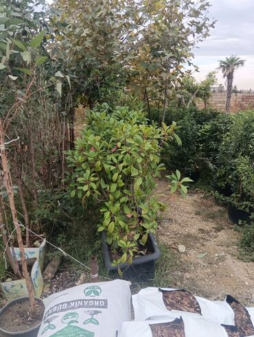 Landşaft işləri: Dekarativ bitgilerin satişi
xan cinar
ekvalit
zeytun — 3