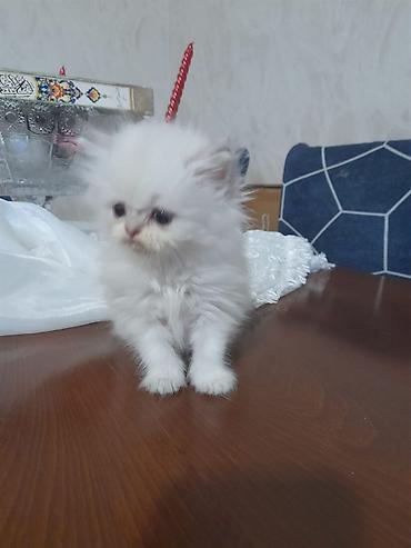 Pişiklər: Britan, Ünvandan götürmə — 11