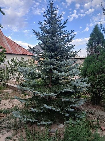 куплю барбарис: Барбарис Тунберга (декоративный кустарник) и хвойные деревья для — 7