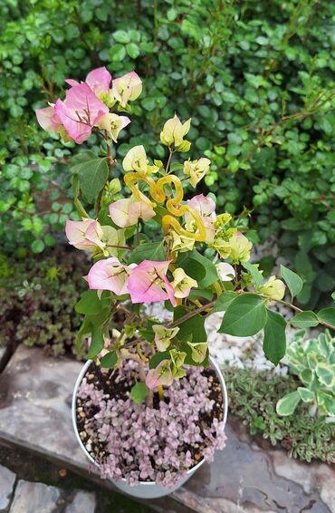 Комнатные растения: Продам взрослый куст бугенвиллии, возраст 4 года, цвет бело-розовый
