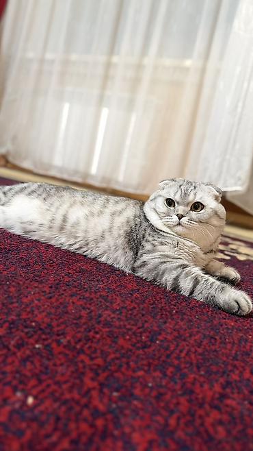 Мышыктар: Шотландская вислоухая кошка (Scottish Fold) - Окрас: серебристый — 1