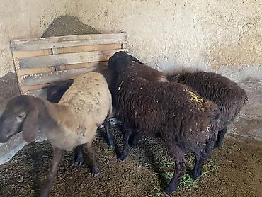 Продам с/х животных: Продаю | Ягненок, Баран (самец) | Полукровка, Эдильбаевская, Арашан | На забой, Для разведения | Осеменитель, Ярка — 7
