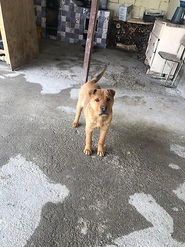 Продажа собак: Шарпей, 4 месяца, Самка, С прививкой — 3