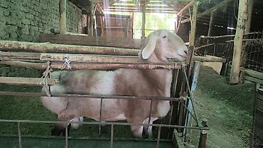 кролик рекс: Продаю | Баран (самец) | Арашан | Для разведения — 4
