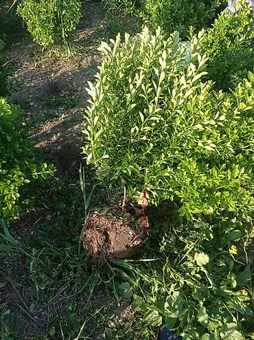 kaktus növləri: Buxus (şimşad) kolları – köklü, torpaq koma ilə - Landşaft və — 1