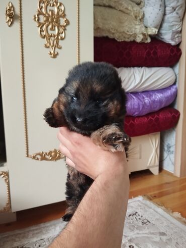 İtlər: Alman çoban iti, 1 ay, Erkek, Peyvəndli, Ödənişli çatdırılma