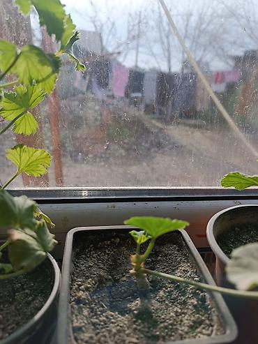 Диффенбахии: Диффенбахия и денежное дерево (толстянка) в горшках Что предлагается — 27