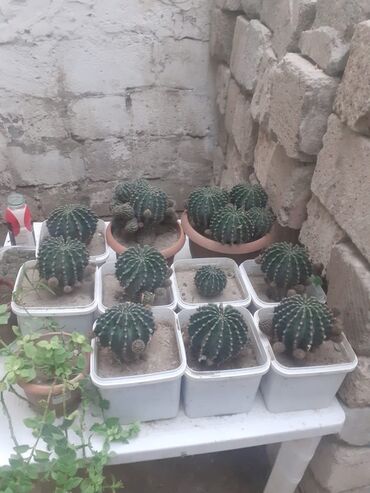 Удобрения: Echinopsis (kirpi kaktus) kolleksiyası – müxtəlif ölçülərdə, çoxsaylı