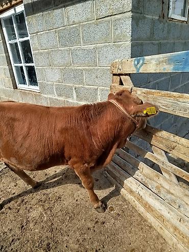 Продам с/х животных: Продаю | Бык (самец) | На откорм | Привязанные — 8