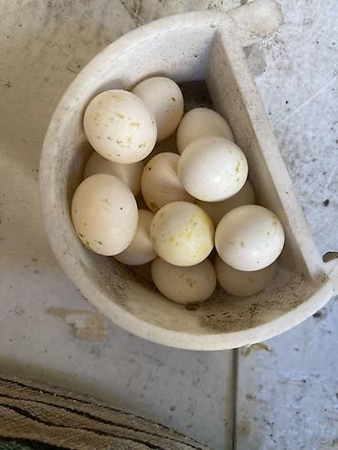 bala tutuquşu: Cox qizgin quwlardi 1 defe bala almiwam 6 yumurtadan 5 ni cixardib — 2
