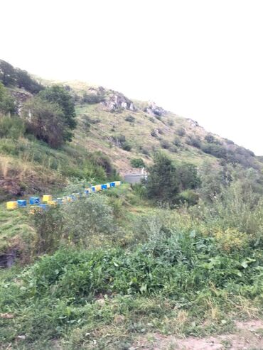 Bal: Kəlbəcər balı – dağ-çiçək və yaylaq balı, həmçinin çökə (linden) balı -da lalafo.az — 17 Bal: Kəlbəcər balı – dağ-çiçək və yaylaq balı, həmçinin çökə (linden) balı — 17