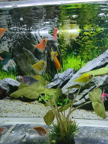 nemo baliq: Glofish, Sülhsevər — 5