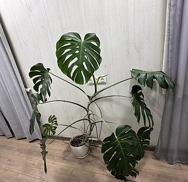 монстеро: Монстера делициоза (Monstera deliciosa) Описание: - Взрослое — 3