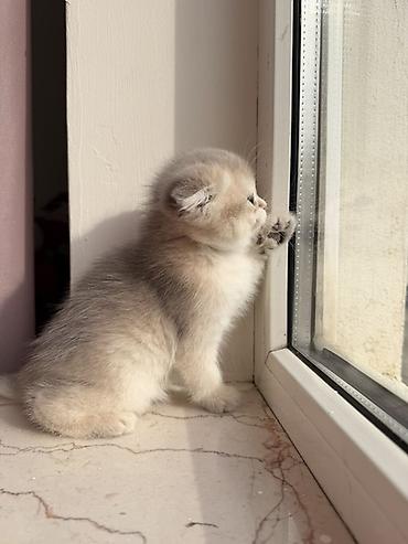 Pişiklər: Şotland yastı qulaq, Dişi — 5