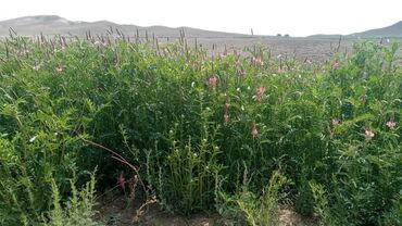 Корма для с/х животных: Эспарцет урук сатылат — 4