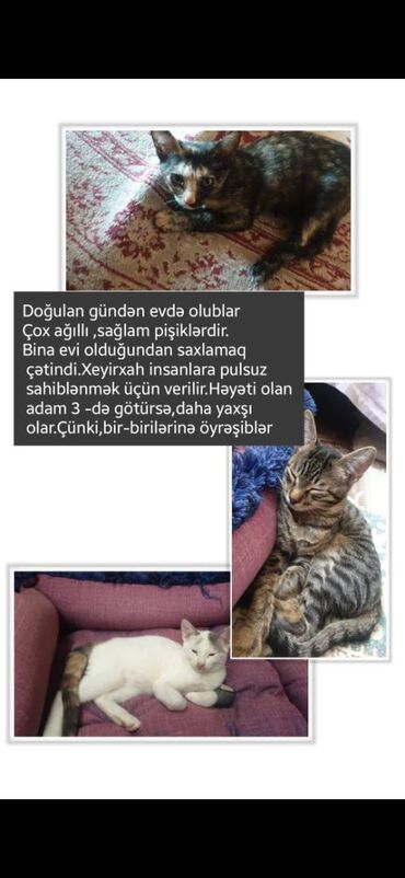 pulsuz verilir: Dişi, Erkək, Yaxşı əllərə