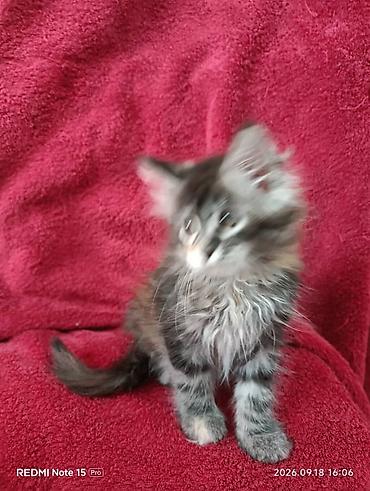 котёнок в хорошие руки: Мейн-Куны!!!🥰🥰🥰 Продаются Чистокровные,Шикарные котята!Три девочки — 4