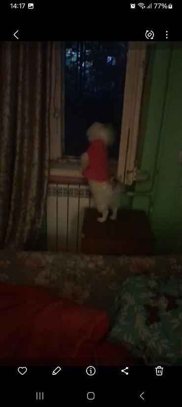 İtlər: Pekines, 10 ay, Peyvəndli — 6