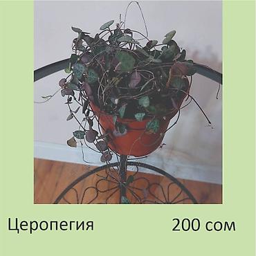аглаонемы: Комнатные растения. Цена на фото.
Забирать в Чон-Арыке — 5