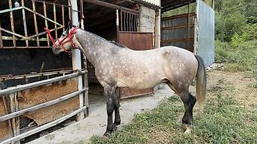 кошка манас: Продаю Айгыр 5жаш 2 асый 
Бою 168.
Адрес Сокулук Жангарач — 3