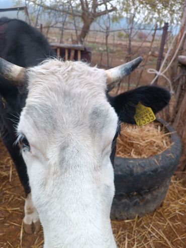 Коровы, быки: Продаю | Корова (самка) | Для разведения, Для молока | Привязанные