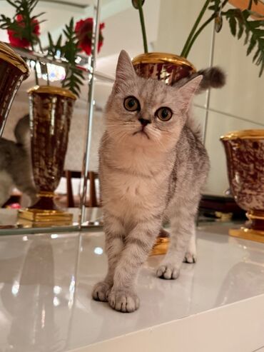 шотландская серебристая шиншилла купить: Şinşilla, Dişi