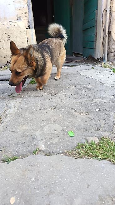 it afcarka: 3 il, Dişi, Sənədli — 3