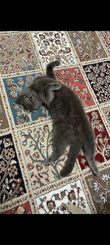 Кошки: Шотландская вислоухая, Самец — 3